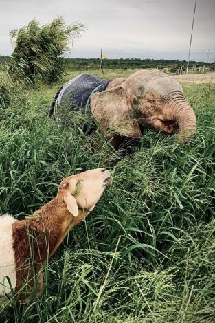 Rescate de animales bebé: Episodio 9