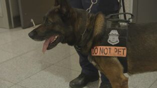 Control de aeropuertos: USA: Droga en una cuerda