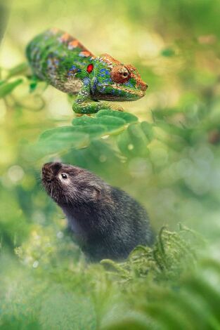 Pequeños viajes animales: Supervivencia