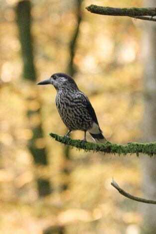 Bandas criminales del mundo: Polonia