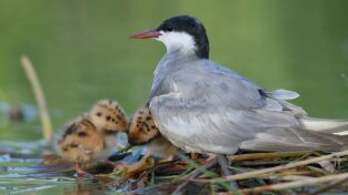 Maravillas secretas de Europa: Iberia