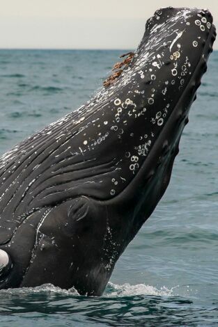 Misterios de la naturaleza: Secuestrado por una ballena