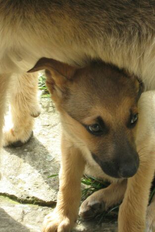 Pelopicopata: Episodio 5