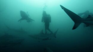 David Blaine: Retos Extremos: Sudáfrica