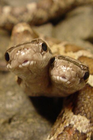 Los animales más raros del mundo: Los más raros del mar