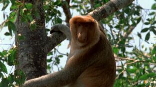 Los animales más raros del mundo: Los más raros de la tierra