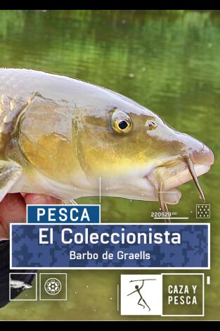 El coleccionista: Barbo de Graels