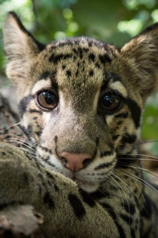 Un día en la naturaleza: Nueva Zelanda
