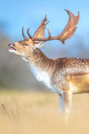 Tras muchos años de ronca en Segovia