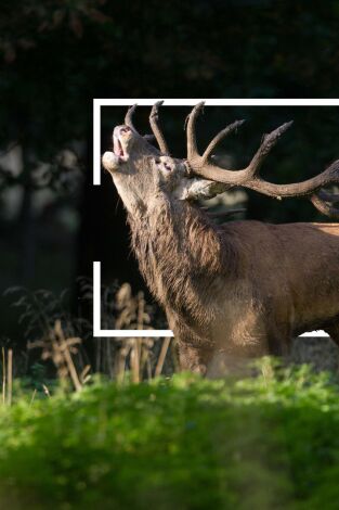 Berrea en la Cordillera Cantábrica