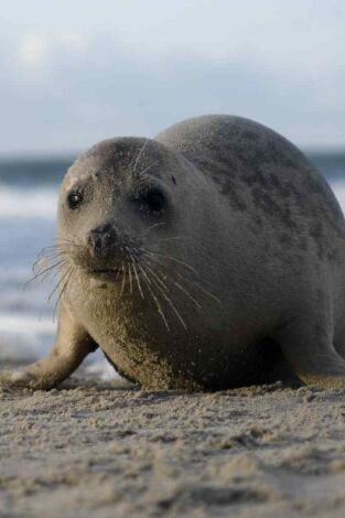 Las focas: Los payasos del mar