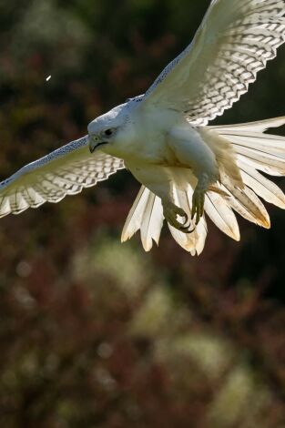 Pasión por la cetrería con Alfonso Morey