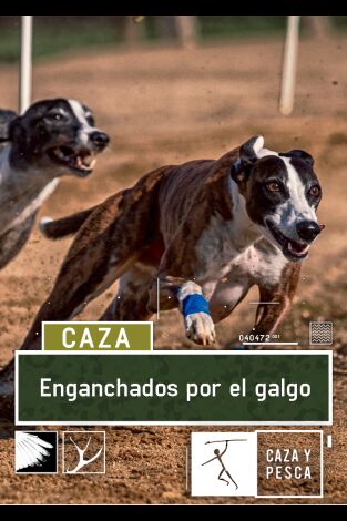 Enganchados por el galgo