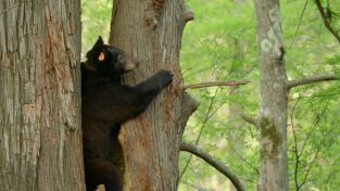 Encuentros muy salvajes: En el bosque