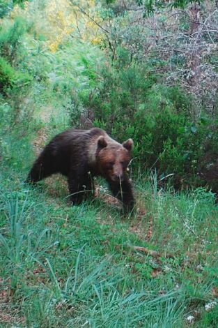 El bosque salvaje de Pardomino: Episodio 2
