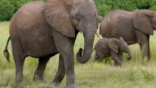 Encuentros muy salvajes: Encuentros en el safari