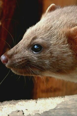 Misterios de la naturaleza: Animales vándalos