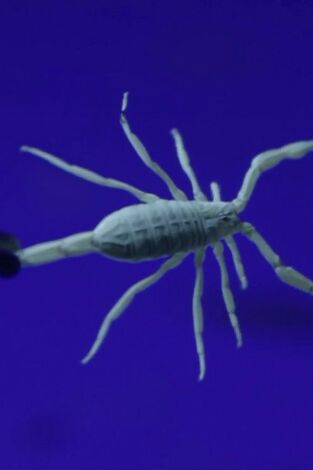 Misterios de la naturaleza: Luces nocturnas del escorpión