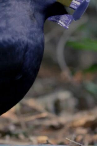 Misterios de la naturaleza: Cuervo en snowboard