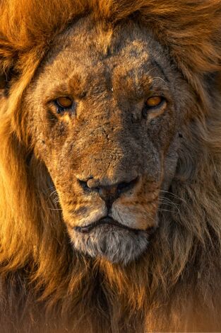 El lado salvaje de Botsuana: La inundación