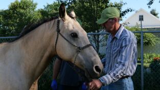 Veterinarios de Nebraska: El maullido del gato