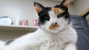 Veterinarios de Nebraska: Celebración en Nebraska