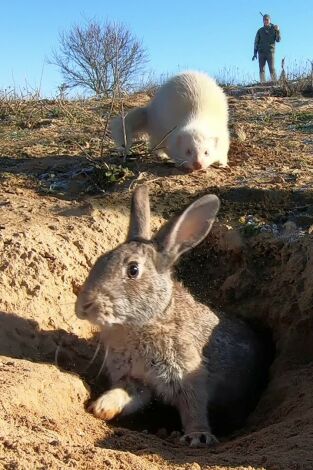 Hurones en tierra de campos