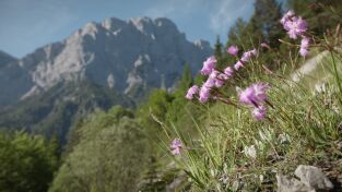 El patrimonio natural de Austria: Los orígenes