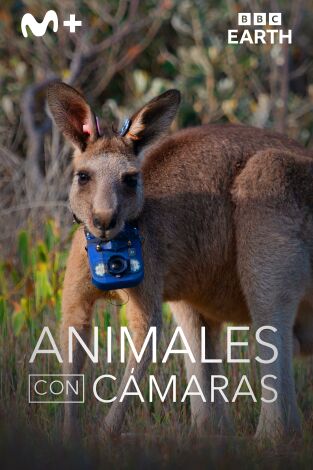 Animales con cámaras