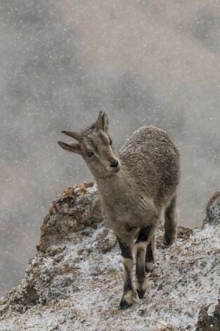 El reino helado de la pantera de las nieves