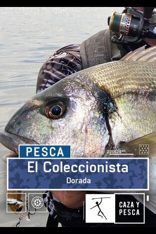 El coleccionista: Dorada