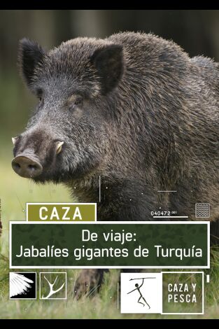 De viaje: Jabalíes gigantes de Turquía