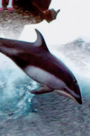 Pesca radical: La finalidad de las marsopas