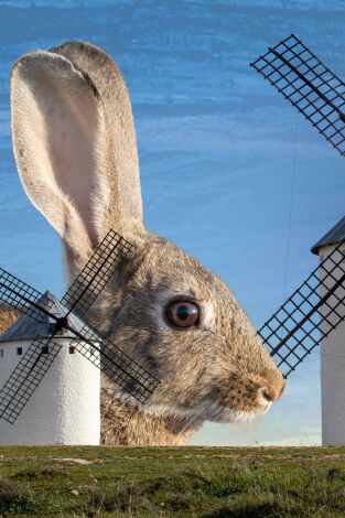 Conejos en campo de Criptana