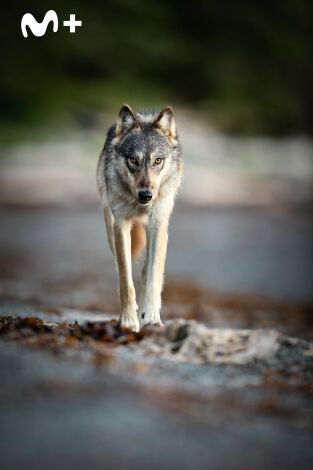 The Americas: La Costa Oeste