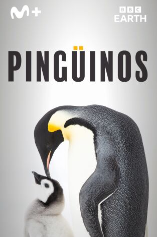 Pingüinos