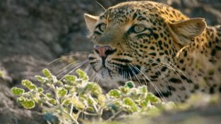 Predador vs. presa: Leopardo