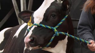 El increíble doctor Pol: La mejor feria de todas