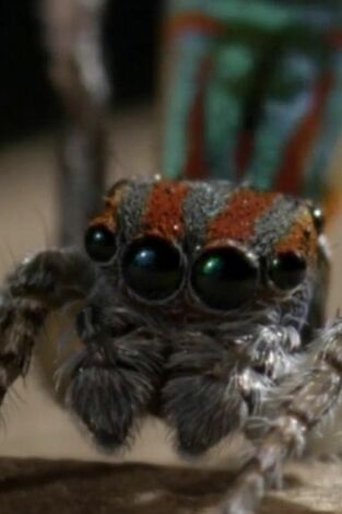 Misterios de la naturaleza: Araña disco