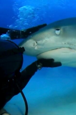 Misterios de la naturaleza: Tiburón mimoso