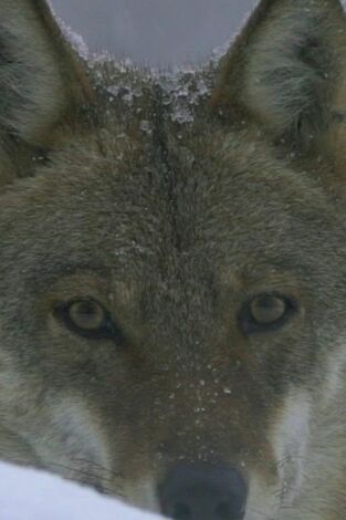 Misterios de la naturaleza: Unicornio del mar