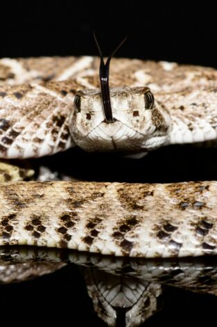 Misterios de la naturaleza: Serpientes sin cascabel