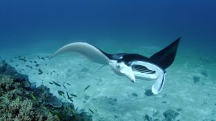 Superviviente por naturaleza: Un gran océano azul