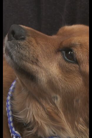 El increíble doctor Pol: Cachorritos temblorosos
