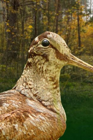 Becadas y perdices fin de temporada