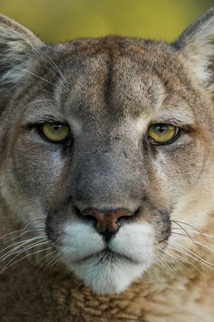 Texas: corazón salvaje