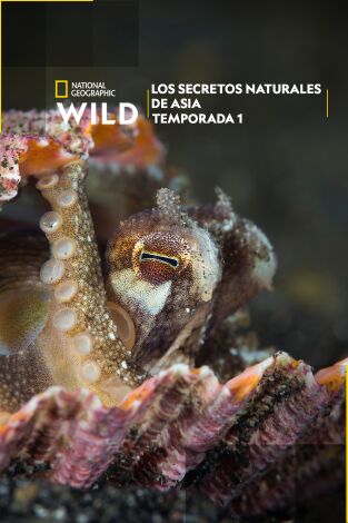 Los secretos naturales de Asia: Jóvenes y salvajes