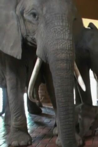 Misterios de la naturaleza: Elefantes en la habitación