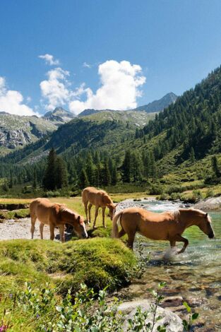 Las historias del bosque mediterráneo: El acorazado del bosque