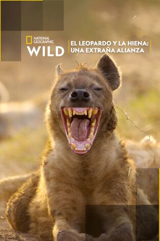 El leopardo y la hiena: una extraña alianza